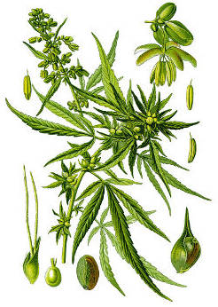 botanische Zeichnung einer Cannabis-Pflanze)